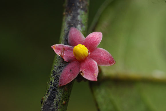 flowering-tree-580