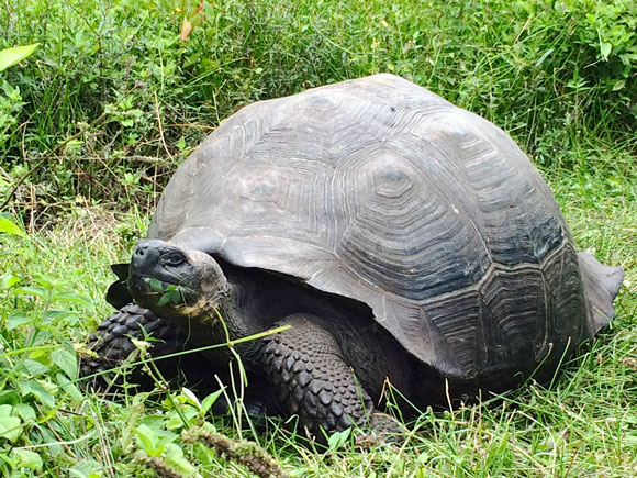 giant-tortoise-580