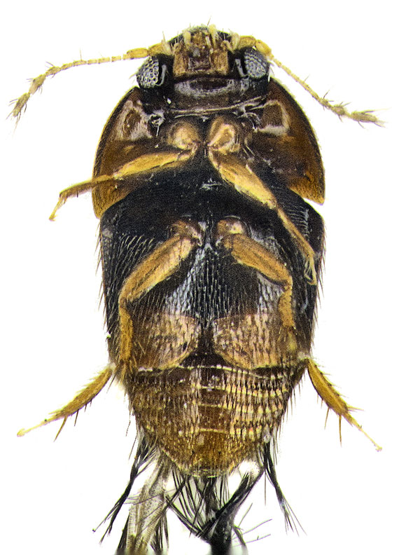 tiny-beetle-580